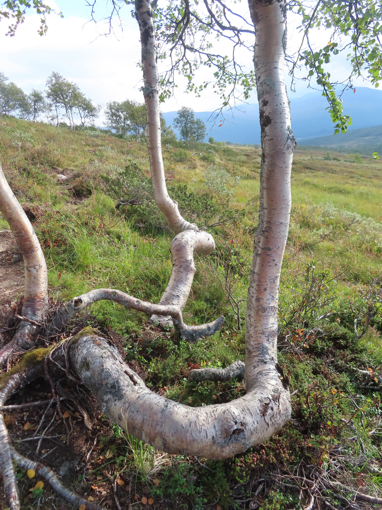 Häftiga former på björkarna.