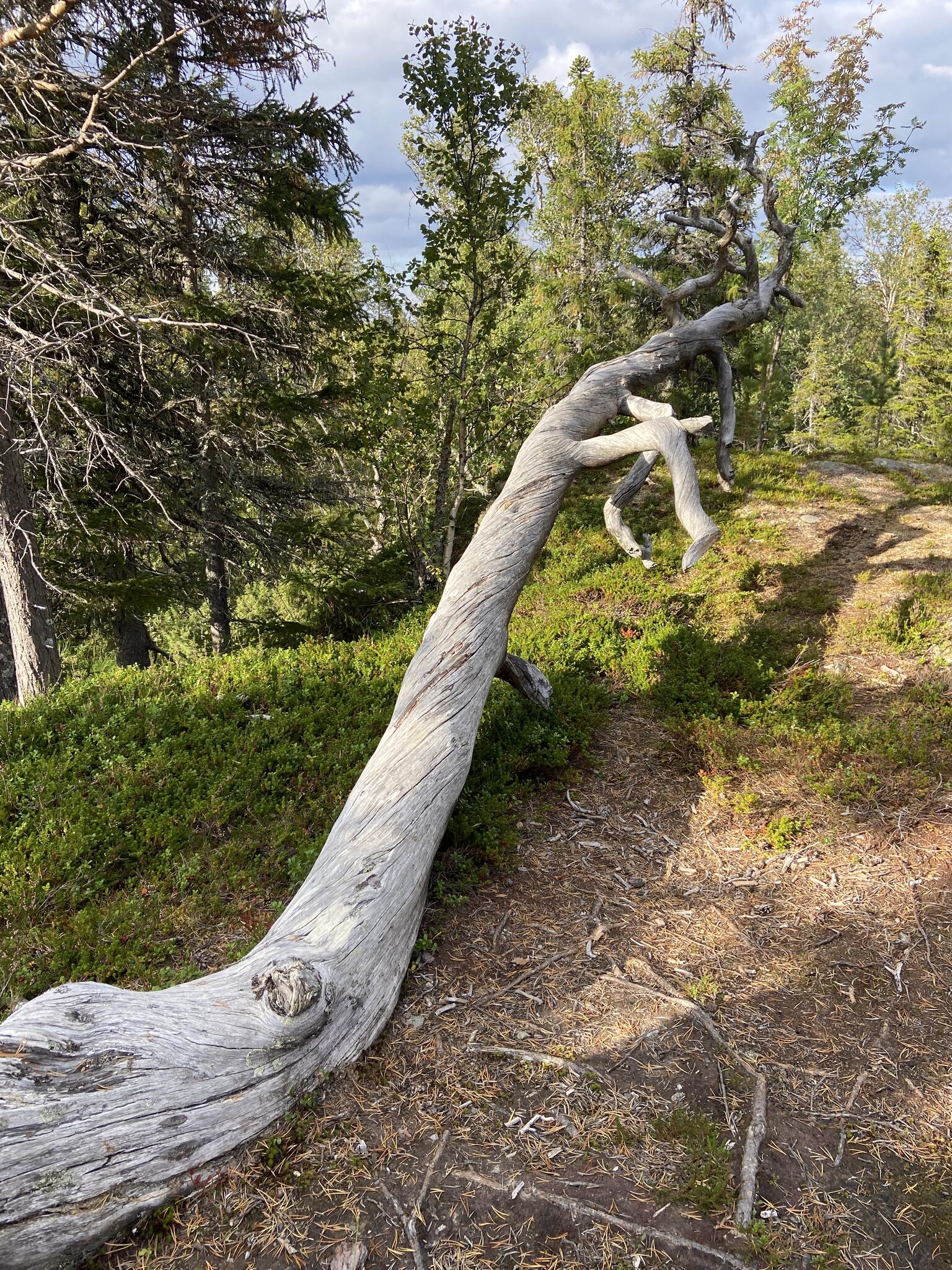 Pekar trädet någonstans?