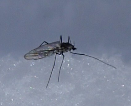 En mygga dök upp på snön.
