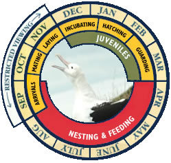 Albatrossens häckningscykel