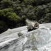 Pälssälar på Milford Sounds klippor