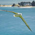 Albatross i flykt
