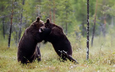 Björnar i slagsmåls