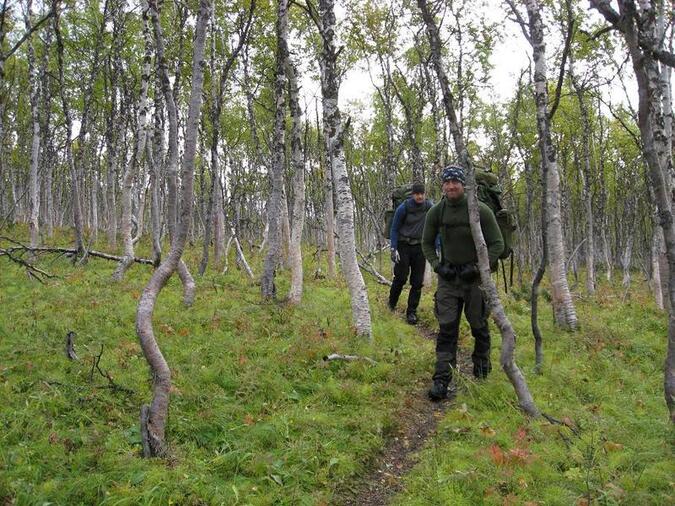 Glada grabbar i björkskogen.