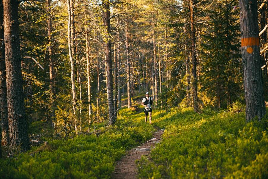 Foto: Uka Pain På bilden syns en person på håll som springer på en smal stig omgiven av skog i kvällssol.