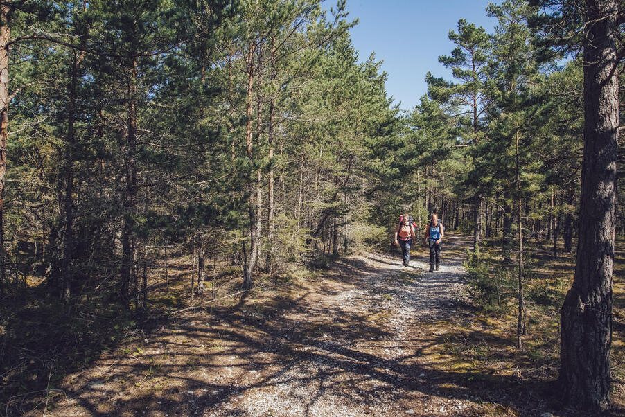 Foto: Melanie Hass Två personer vandrar på en bred grusad stig genom en solbelyst tallskog.