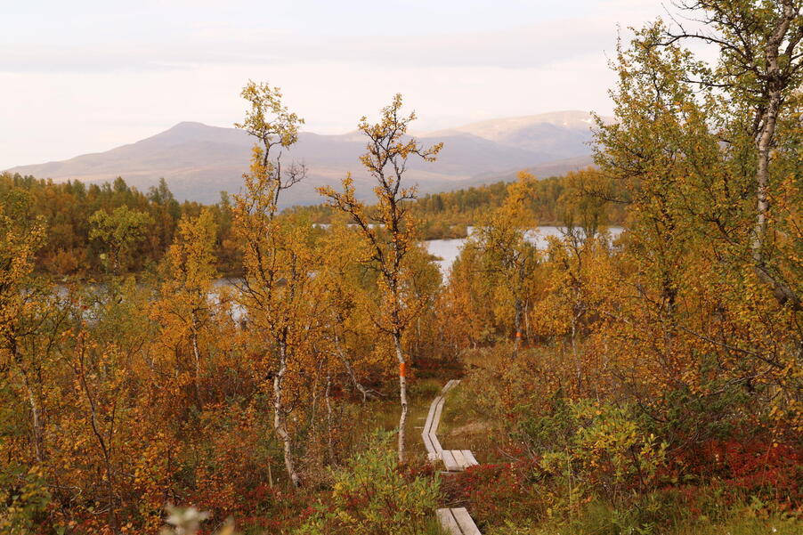 Lapplandsleden i höstfärger.