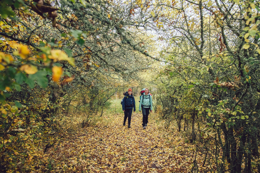 Två vandrare på en stig täckt av gula höstlöv.