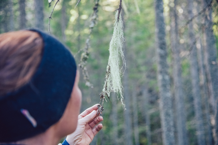 En person håller i en gren som det växer skägglav på.