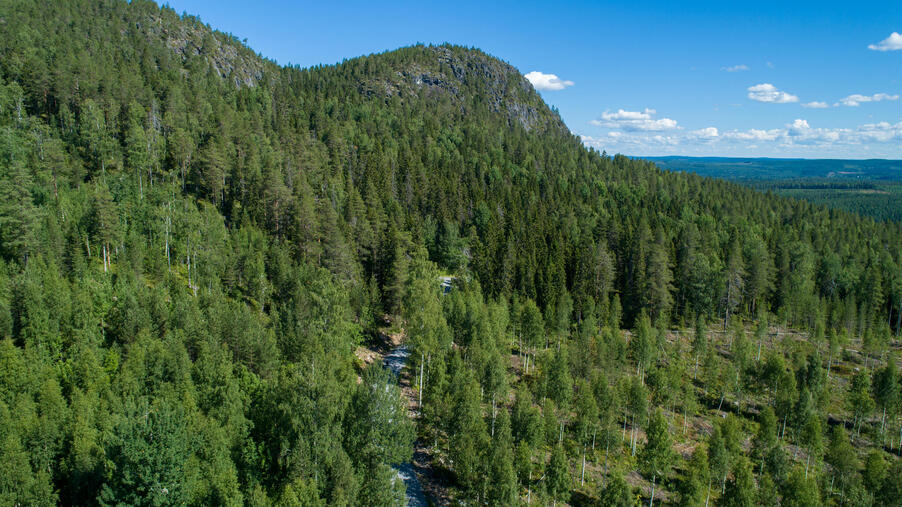 Utsikt över en granbeklädd bergstopp i Balbergets naturreservat.