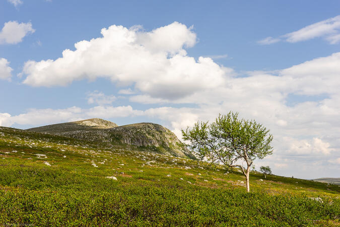 Storvålen från passet mellan Storvålen och Fiskbäckvålen