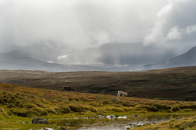 En fjällbild med allt