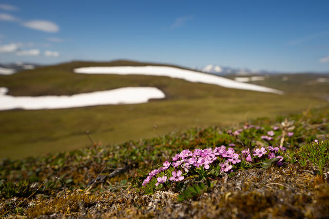 Fjällglim och Mittåstötarna