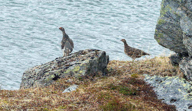 Fjällripor vid västra sidan av Gálbejávrre.