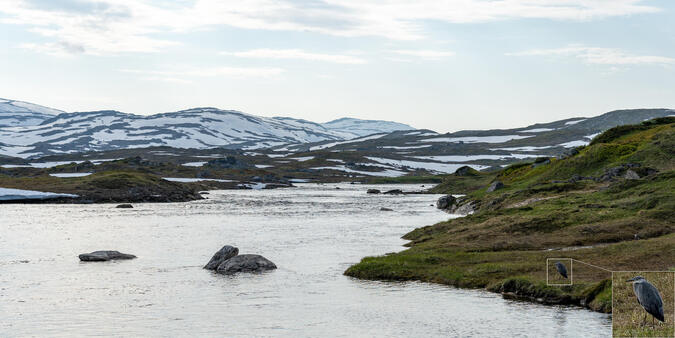 En gråhäger vid Moalkkomjåhkås strandkant.