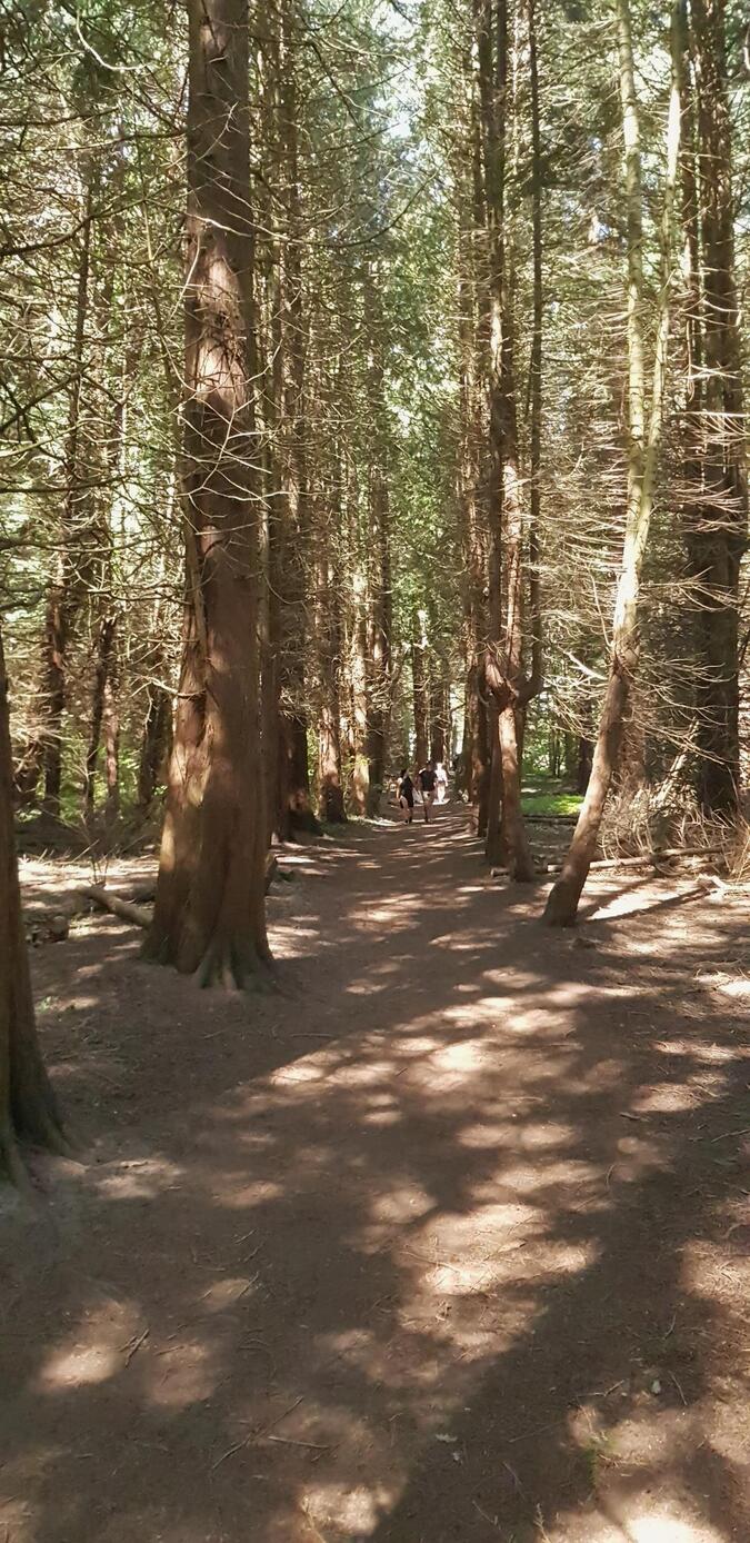 Stenshuvud nationalpark, Pinjeskogen