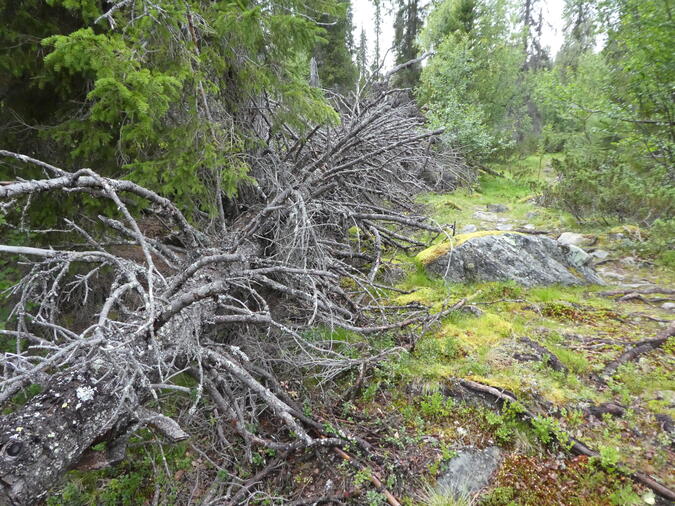 Stigen mellan Kungsleden och Boarek