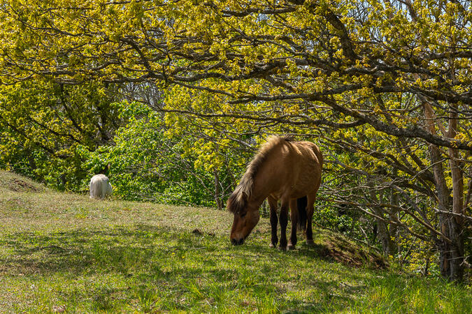 Hästar vid Rösslösa Galgbacke