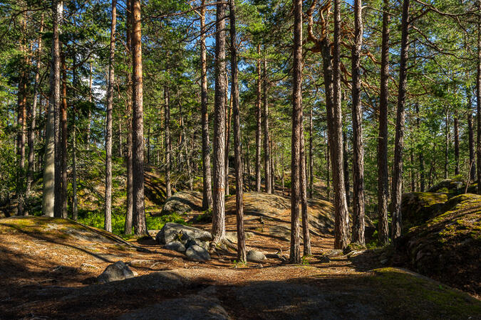 Trevlig tallskog på Tallmossen