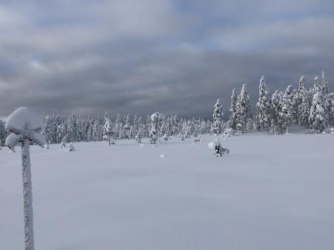 My i januarisnö.