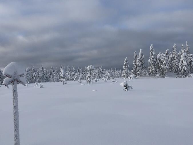 My i januarisnö.