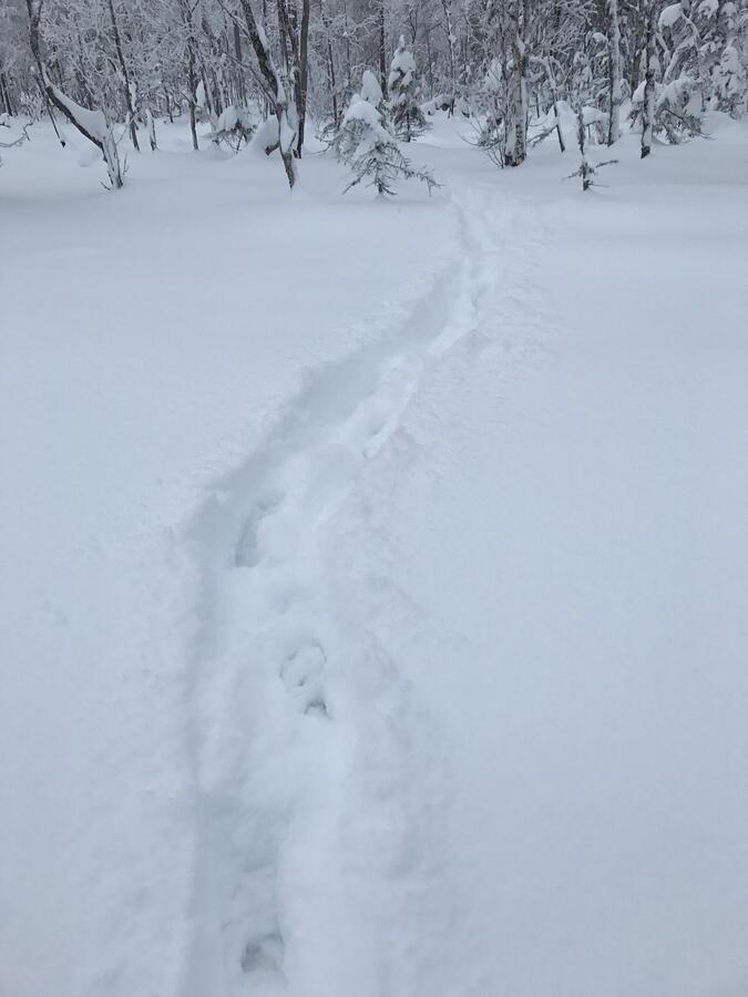 Vargspår i djup snö.