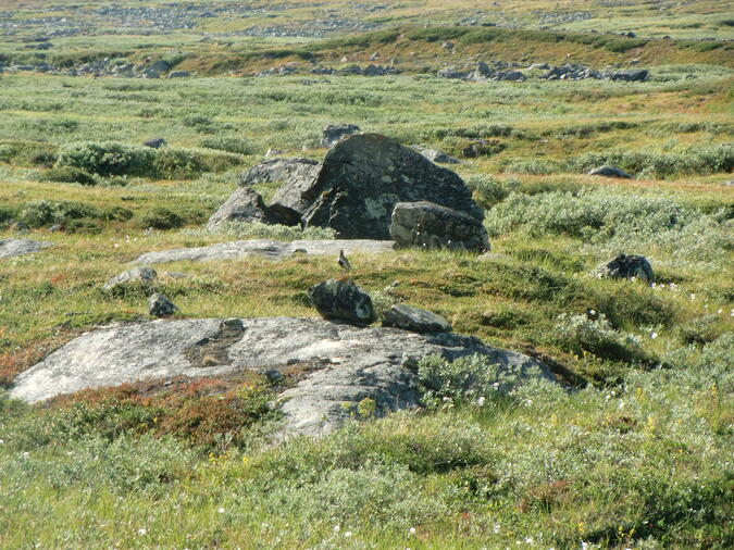 Ljungpipare som ihärdigt klagar på avstånd.