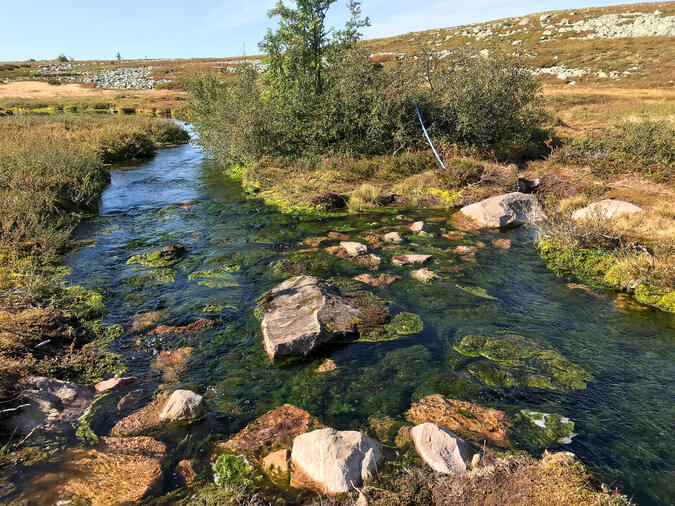 Bäck mellan Tangsjöarna