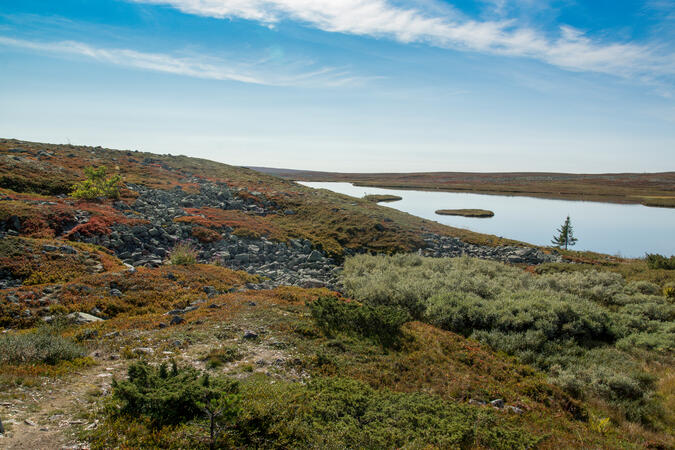 Tangsjöarna