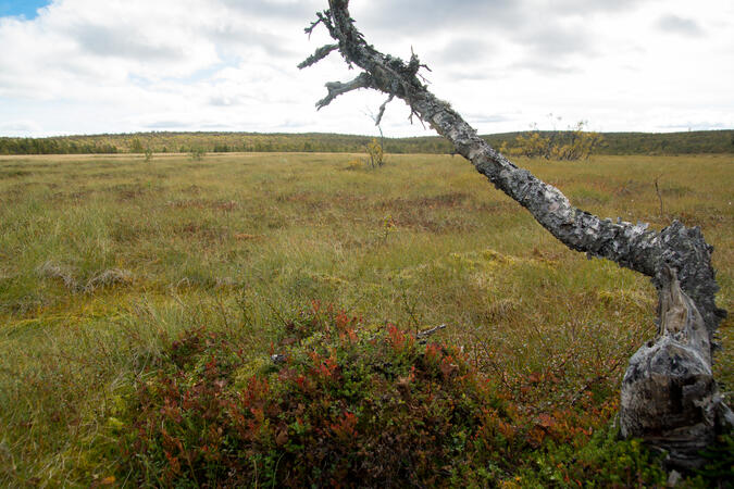 Mosse vid Lothån