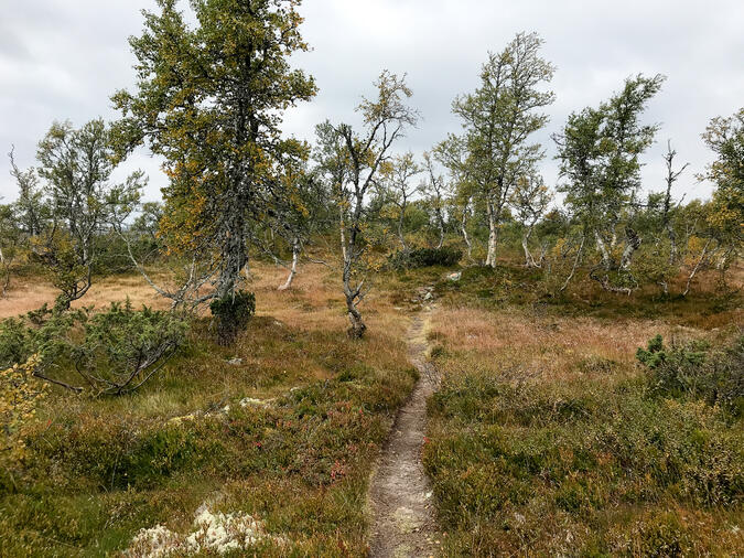 Leden från Lothån mot Njupeskär