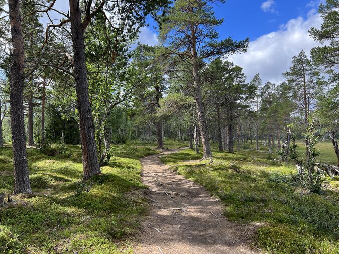 Stig genom Vålådalen mot Stensdalen