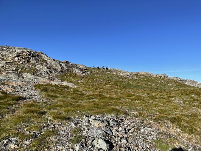Obligatorisk renbild, på vägen mot Åreskutans topp