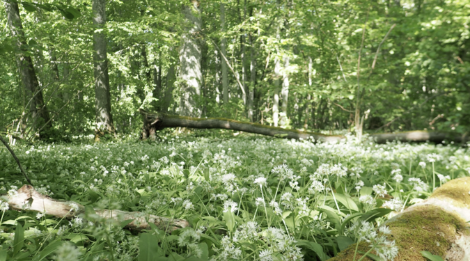 Mer blommande ramslök