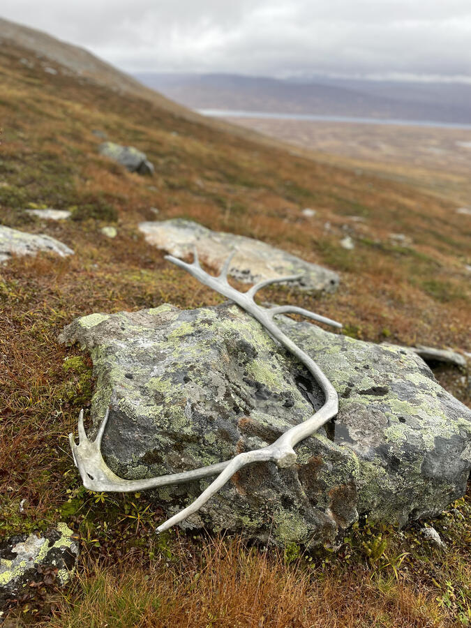 Renhorn nära Västra Helagsskaftet Renhorn nära Västra Helagsskaftet
