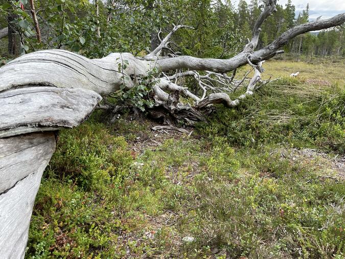 Vackert dött träd