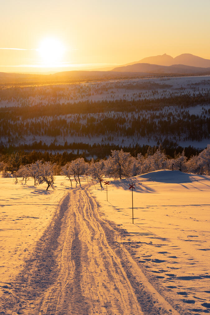 Drottningen