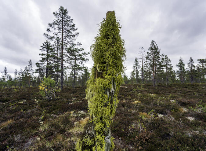 Varglaven trivs på död ved av tall.