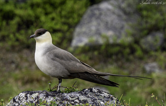 Samarbetsvillig fjällabb.