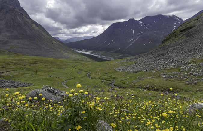 I början av nedstigningen från Snávvávágge möttes man av en ymnig blomsterprakt.
