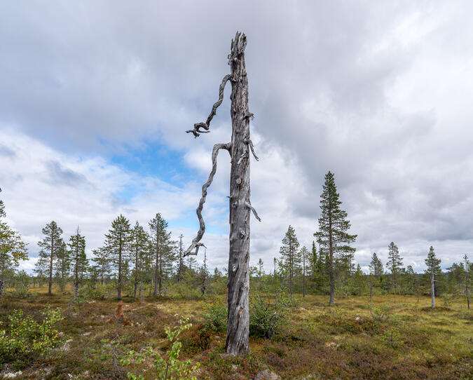 En torrfura som för tankarna till en totempåle.