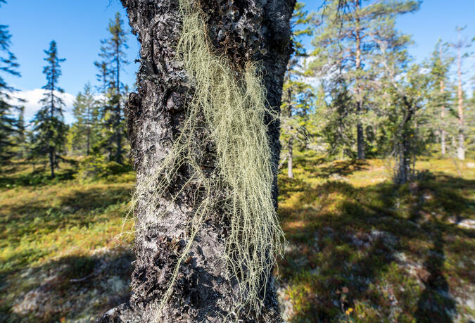 Skägglav på björk vid foten av Munkhäden.