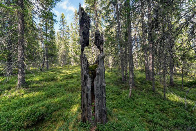 Granskog av blåbärsristyp, cirka 650 m ö.h.