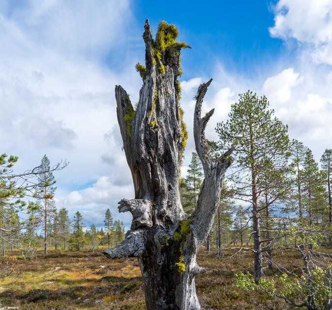 Lyssnar någon?