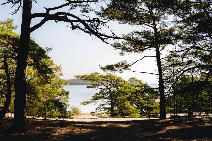 Skuggbelagda tallar på Sandhamn. I bakgrunden syns havet.