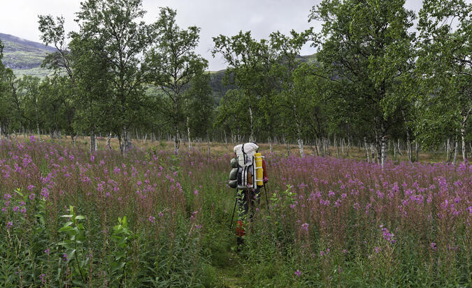 Rengärden med rallarros.