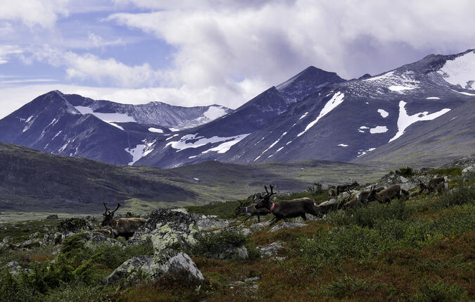 Renar söder om Niendooalgge med Sarvatjåhkkå i bakgrunden.
