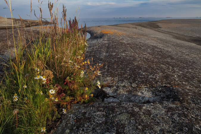 Claes bor i Stockholms skärgård som också har en stor plats i hans hjärta. Hans senaste bok "Skärgård" utsågs av WWF till årets Pandabok år 2024. Foto: Claes Grundsten Sensommarblommor, klippor och hav i Stockholms Skärgård.