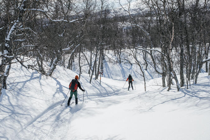 Två personer åker utförs på turskidor genom en björkskog i Vindeldalen.
