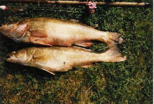 Gösar på 11,26 o 8,4 kg.jpg